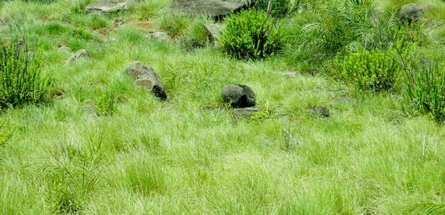 Bos bushes in het slordige gebied