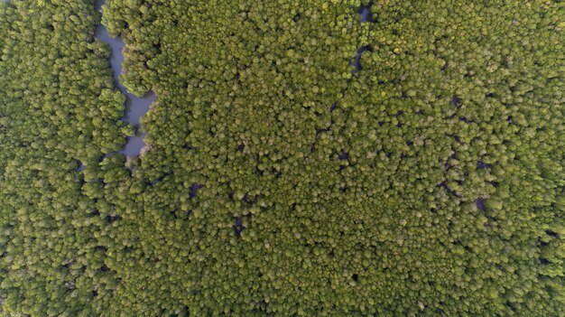 Bos de groeibomen, van de achtergrond aard groen mangrove bos het luchtschot schot van de meningshommel.