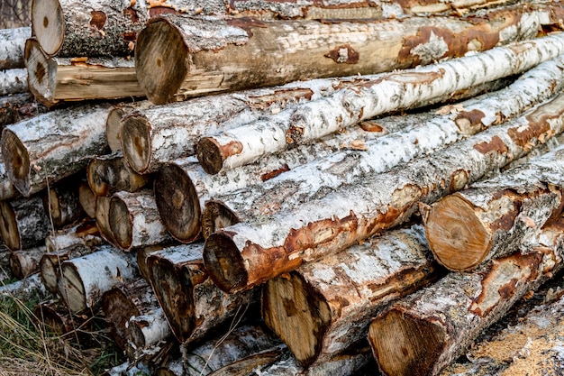 Foto bos dennen en sparren. log trunks stapel, de houtkap hout houtindustrie.