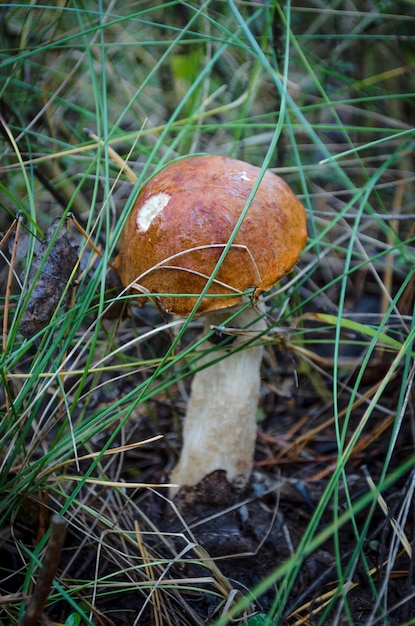 Bos eetbare paddenstoelen