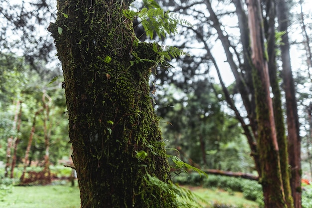 Bos en groene bomen na de regen