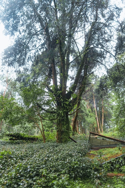 Bos en groene bomen na de regen