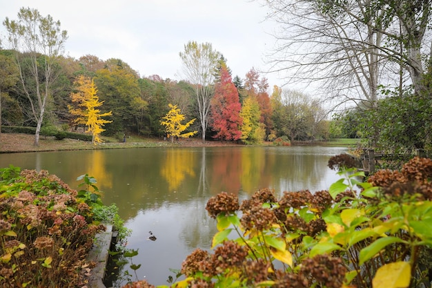 Bos en meer in de herfst