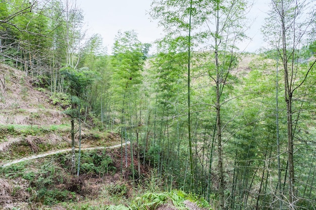 Bos en pad op berghelling in Dazhai