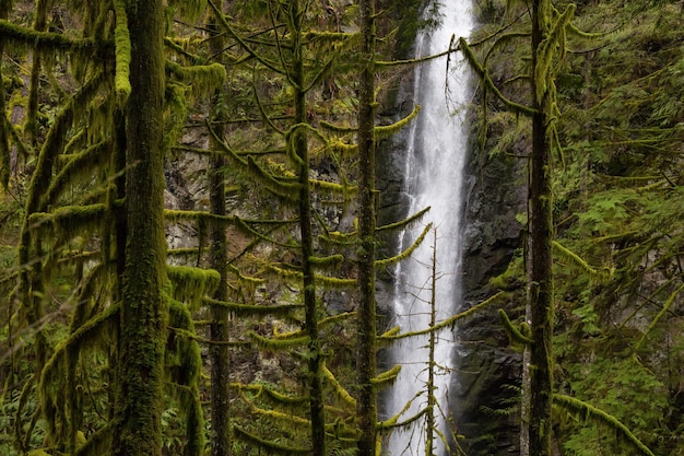 Bos- en watervallandschap in Lynn Valley Canyon