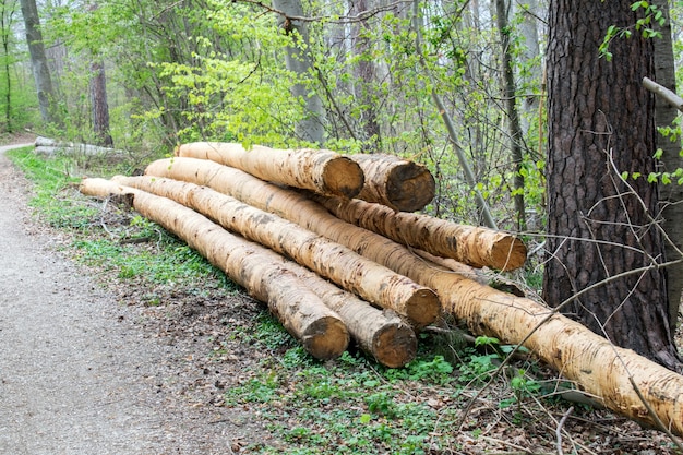 bos geteelde bomen in de buurt van een aanlegplaats wachten om weggestuurd te worden