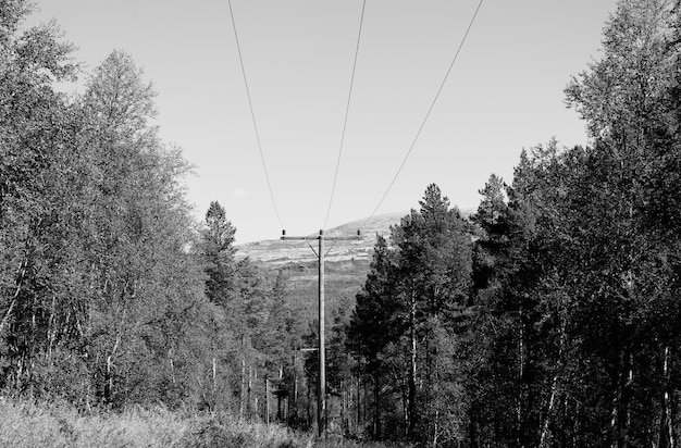 Bos hoogspanningslijn landschap backgroundhd