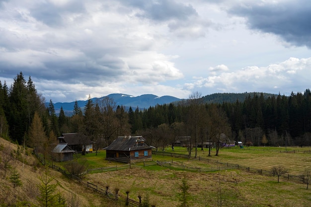 Bos in de bergen. Mooie bergen. Alpine bergen