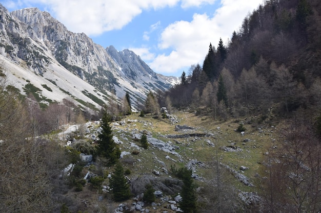 Foto bos in de bergen