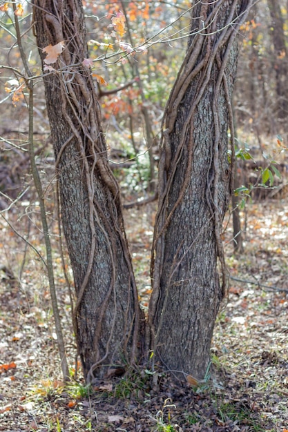 Foto bos in de herfst overwinterende bomen bladloze bomen schoepenvormige boomstammen