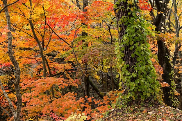 Bos in de herfst