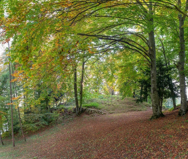 Bos in de herfst