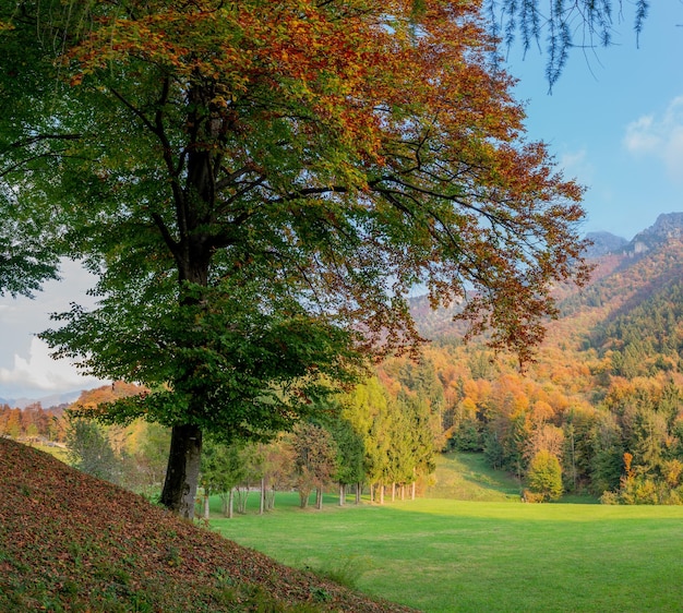 Bos in de herfst