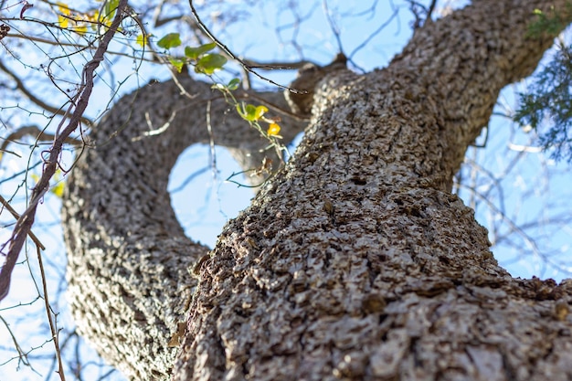 Bos in de herfstbomen die bladloze bomen overwinteren schors boomstam in verticale perspectiefzonsondergang