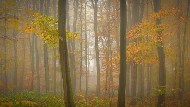 Bos in de herfstlandschap Prachtige natuurlijke kleurrijke achtergrond met bomen Natuuromgeving met slecht regenachtig en mistig weer