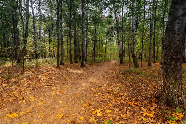 Bos in de herfstseizoen