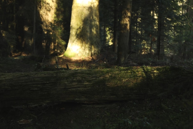 Bos in de Karpaten in zonnige dag