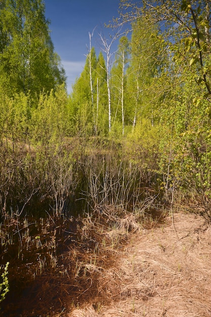 Bos in de lente