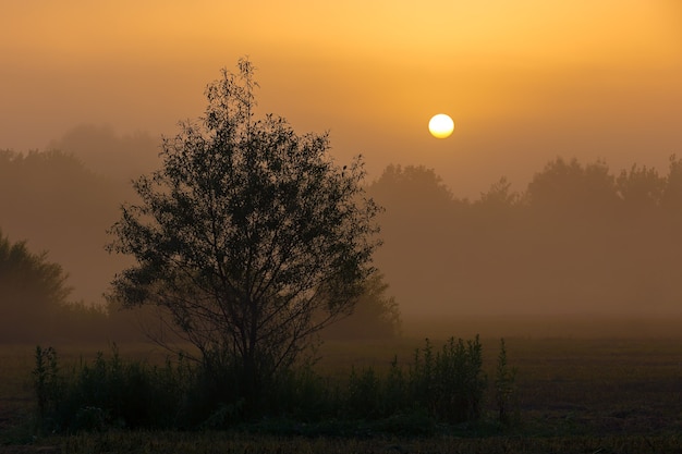 Bos in de mist bij zonsopgang.