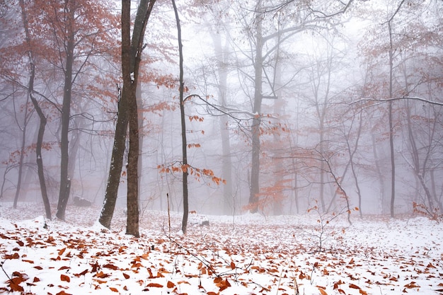 Bos in de mist