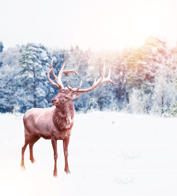 Bos in de vorst Winterlandschap Besneeuwde bomen herten