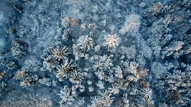 Bos in de winter bedekt met sneeuwbehang