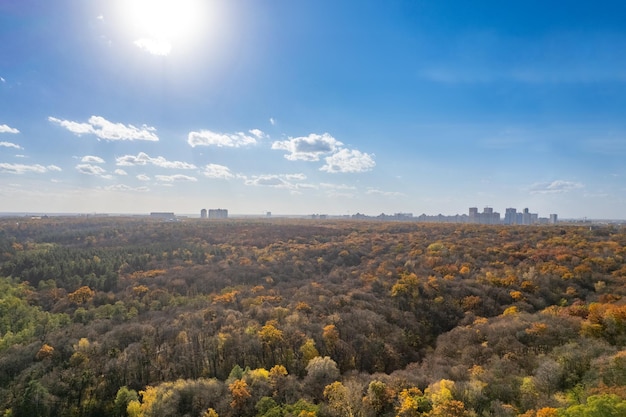 Bos in herfstgebladerte bij zonnig daglicht