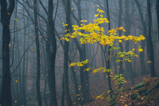 Bos in mist met mist. fairy griezelig ogende bossen in een mistige dag. koude mistige ochtend in horror bos met bomen