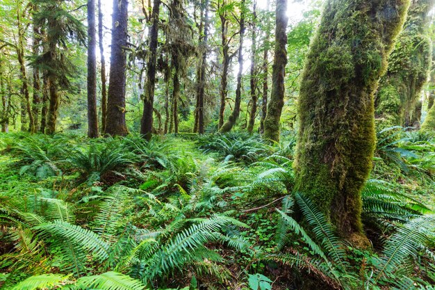 Bos in Olympic National Park, Washington