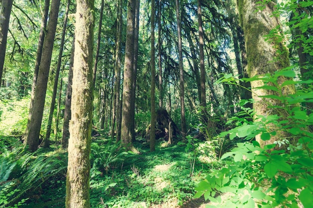 Bos in Olympic National Park, Washington