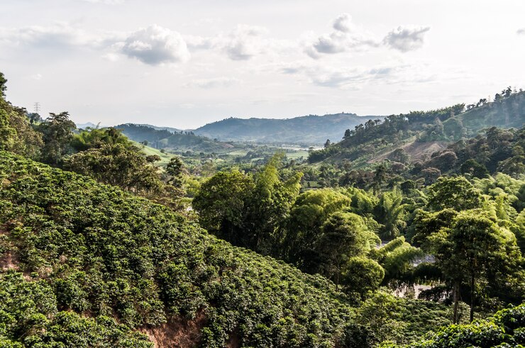 bos koffie boerderij Colombia manizales groen