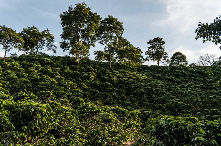 bos koffie boerderij Colombia manizales groen