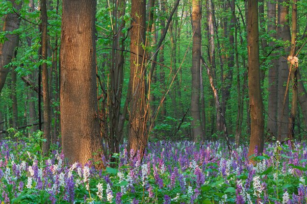 Bos landschap. De eerste lentebloemen.