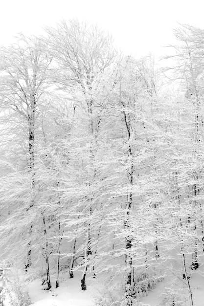 Bos met besneeuwde bomen