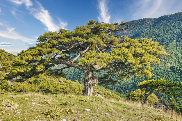 Bos met bomen in Trikala korinthias