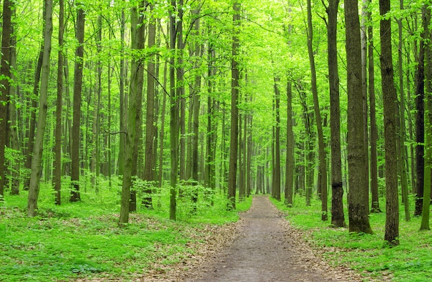 Bos met bomen