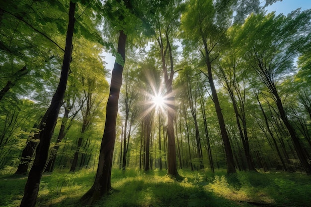Bos met duidelijk zicht op de lucht, zonlicht dat door de bomen stroomt, gemaakt met generatieve AI