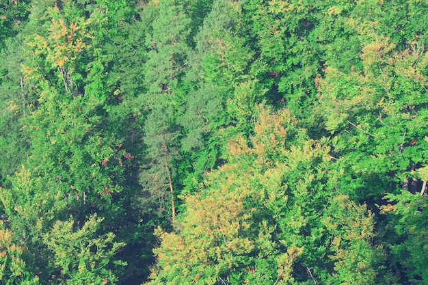 Bos met groene bomen Toned