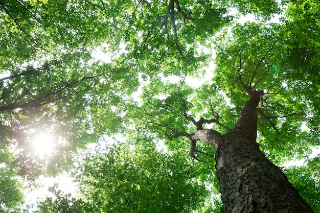 Bos met grote bomen