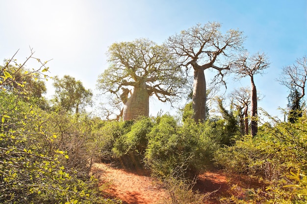 Bos met kleine baobab- en octopusbomen, struiken en gras dat groeit op rode stoffige grond, sterke achtergrondverlichting van de zon