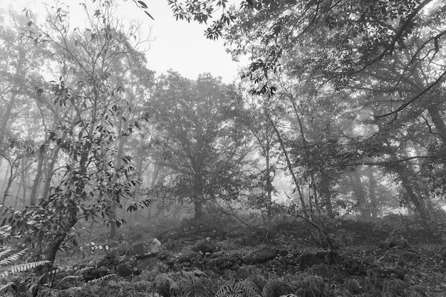 Bos met mist bij Montanchez Extremadura Spanje