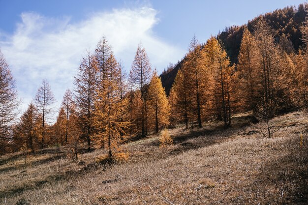 Bos met sinaasappelbomen in de herfst in de Alpen van Italië