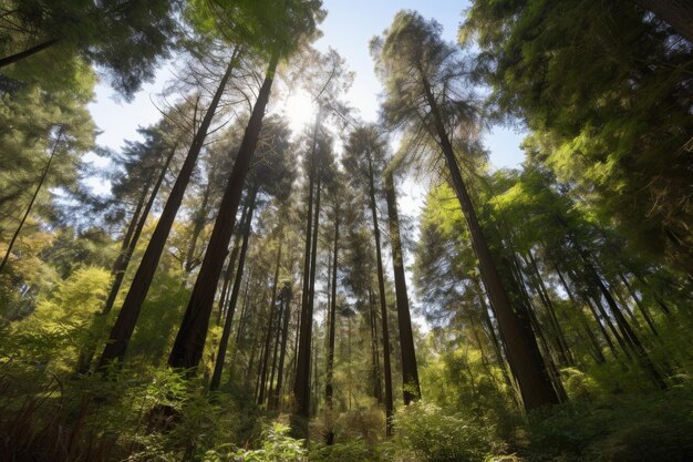 Bos met torenhoge bomen en heldere blauwe lucht gemaakt met generatieve AI