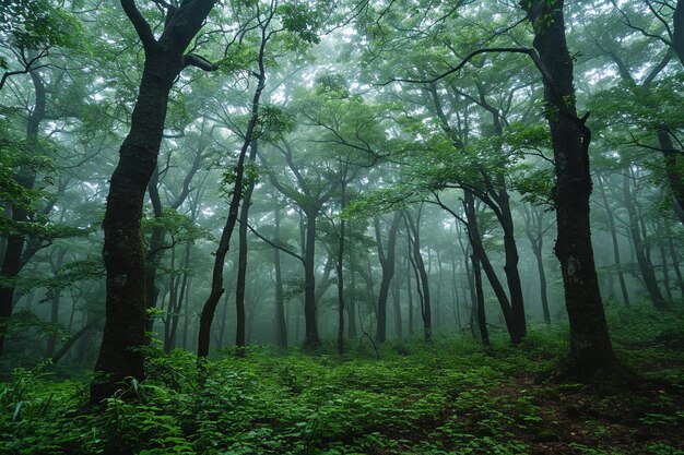 Bos met veel bomen en mist.