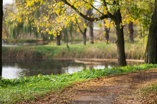 Bos met veel warme zonneschijn Herfstbomen in het bos in Europa Schilderachtig bos bij zonsondergang in de herfst