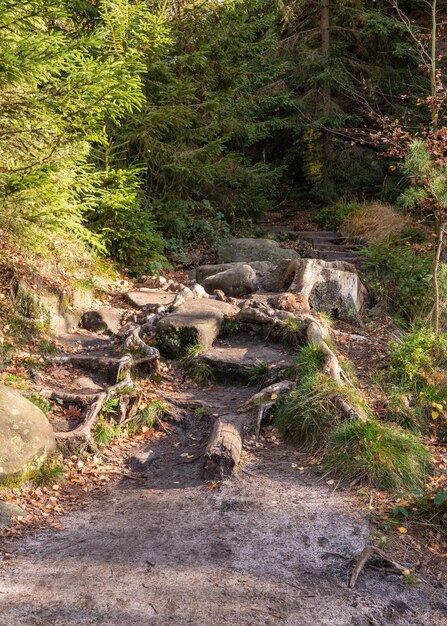 bos met wandelpad enorme boomwortels stenen trappen Saksisch Zwitserland bij DresdenSaksenDuitsland