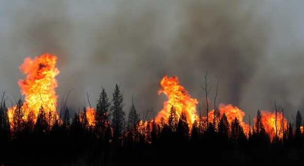 Bos midden in de vlammen van een donkere branddag in hoge resolutie