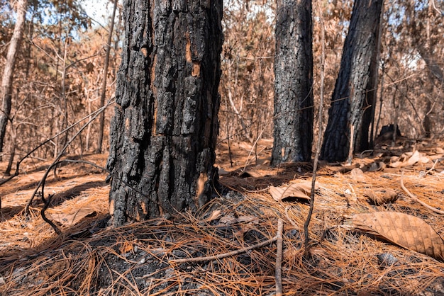 Bos na brand Bomen die zwaar beschadigd zijn door brand