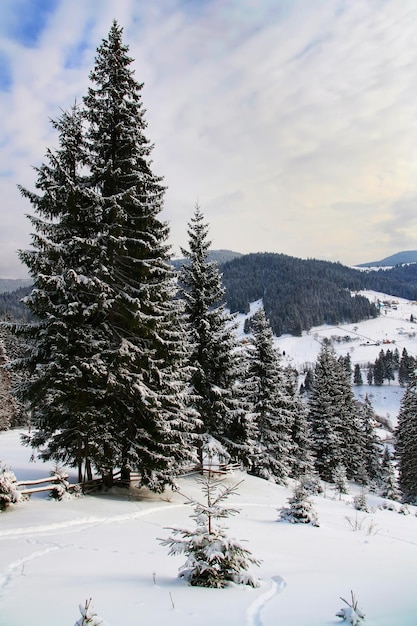 Bos na een sneeuwval Prachtig winterlandschap Kerstkaart