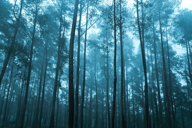 Bos na regen prachtige natuur